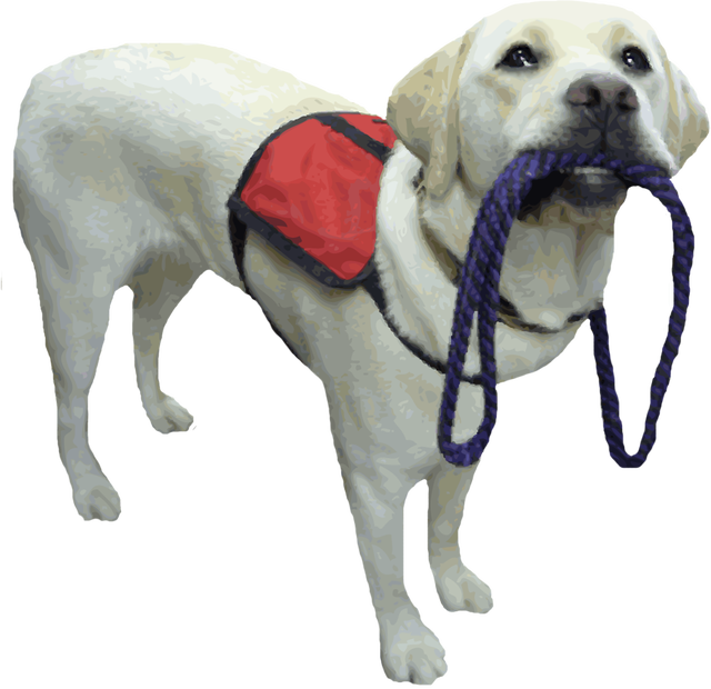 Assistance dog